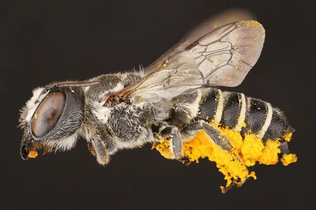 The female leaf-cutter bee with pollen she has collected. (Photo by Alejandro Santillana/Insects Unlocked/Cover Images)