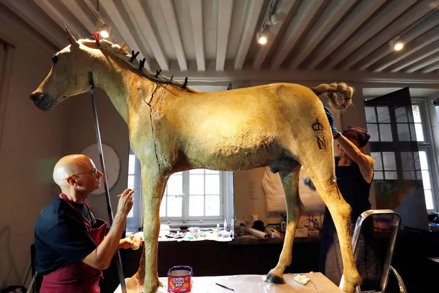 Two people restore Vizir, the last horse of Napoleon Bonaparte the Ist, at the Museum of the Army – Musee de l' Armee at the Hotel des Invalides in Paris on June 27, 2016. A brand on the horse’s haunches bears the initial “N” topped with a crown. (Photo by Francois Guillot/AFP Photo)