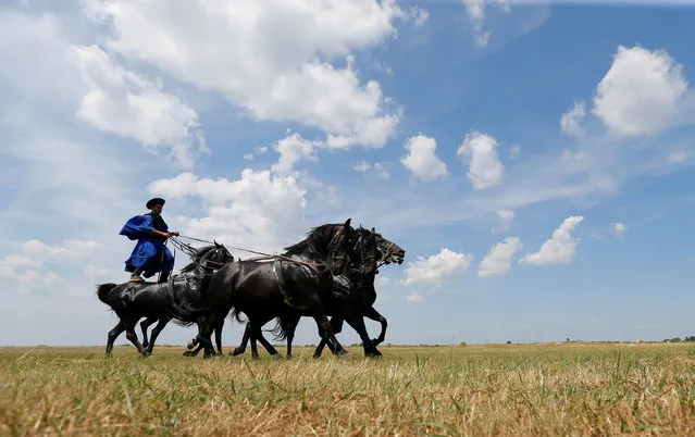 A traditional Hungarian horseman rides a quintet of horses in the Great Hungarian Plain in Hortobagy, Hungary June 30, 2016. (Photo by Laszlo Balogh/Reuters)