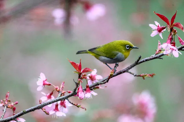 A white-eye bird stops on a blooming winter cherry branch in Guiyang, Guizhou Province, China. (Photo by Costfoto/Barcroft Media)