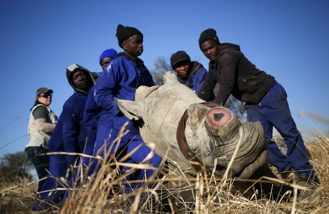 Workers hold a tranquillised rhino after it was dehorned in an effort to deter the poaching of one of the world's endangered species, at a farm outside Klerksdorp, in the north west province, South Africa, August 14, 2017. (Photo by Siphiwe Sibeko/Reuters)