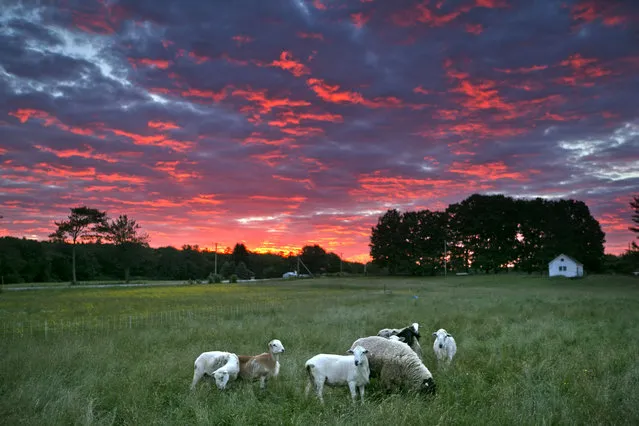 The first rays of sunlight color the sky above the Crystal Springs Farm while a small flock of sheep grazes at dawn, Friday, June 20, 2014, in Brunswick, Maine. (Photo by Robert F. Bukaty/AP Photo)