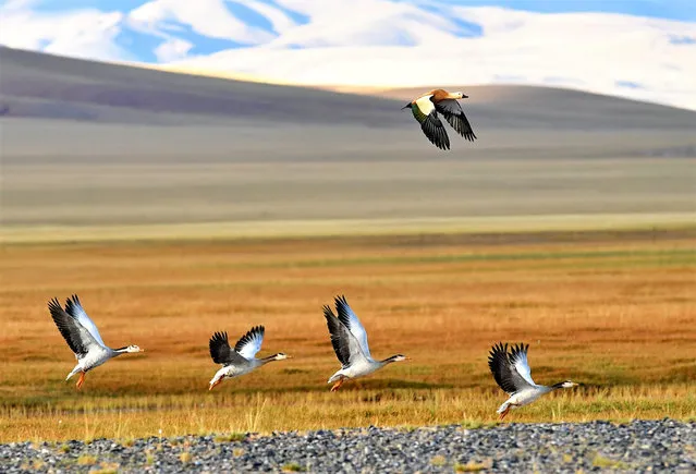 A ruddy shelduck and a flock of barhead geese fly over a wetland in Nyima County, southwest China's Tibet Autonomous Region, September 19, 2017. Changtang National Nature Reserve is a wildlife paradise and home to a variety of wildlife species such as Tibetan antelopes, wild yaks, Tibetan wild donkeys and black-necked cranes. (Photo by Zhang Rufeng/Xinhua/Barcroft Images)