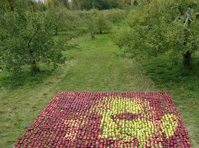 Portrait Of Steve Jobs Made With Apples