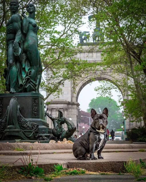 French Bulldog looking stately in Prospect Park, Brooklyn. (Photo by Mark McQueen/Caters News Agency)