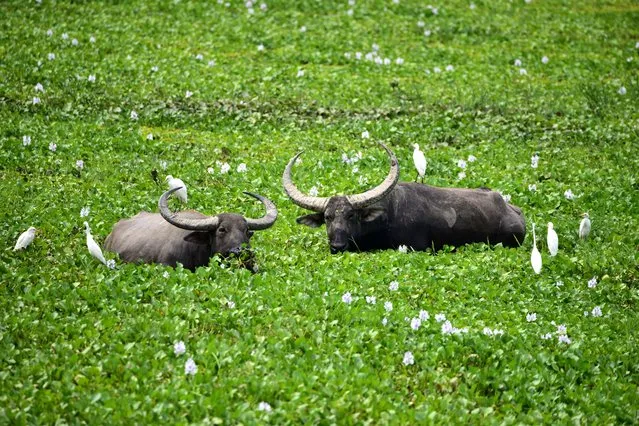 Wild buffalos seen graze inside Burapahar Range of Kaziranga National Park in the India's northeast state of Assam on Sepember 22,2022. (Photo by Anuwar Hazarika/NurPhoto via Getty Images)