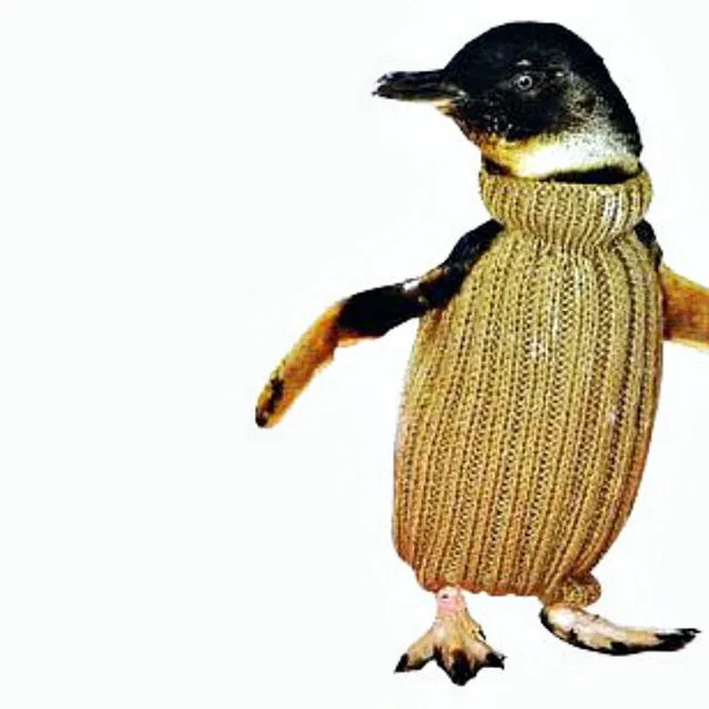 New Zealand Penguins in Need of Sweaters 