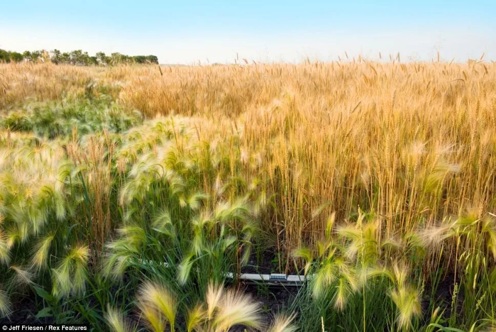 Jeff Friesen by Ghost Train Crossing Canada