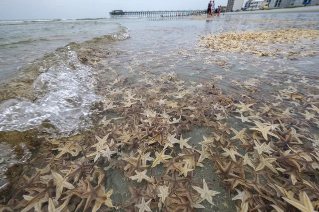 Thousands of small starfish washed ashore during low tide on Garden City Beach, South Carolina, US on June 30, 2020. (Photo by Jason Lee/AP Photo)
