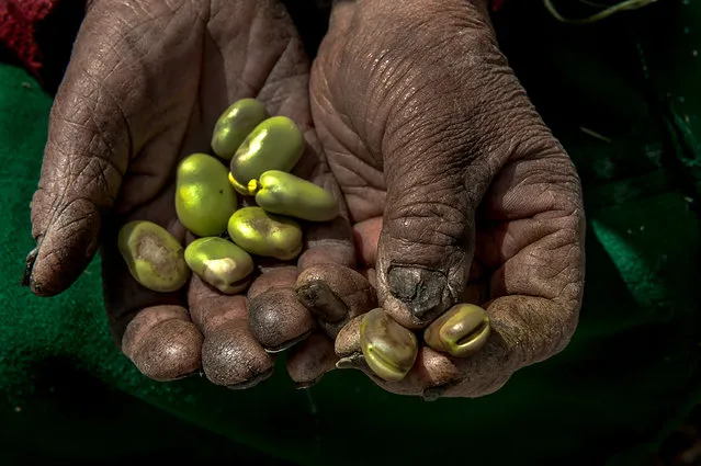 The hard-worked hands of Jacaba Coaquira, 80, holding the green beans she grew on her land. This year the production of her land was affected by lack of rain and early cold weather that froze the crops before they finished growing. Santiago de Okola, Bolivia. (Photo by Renée C. Byer/Living on a Dollar a Day)