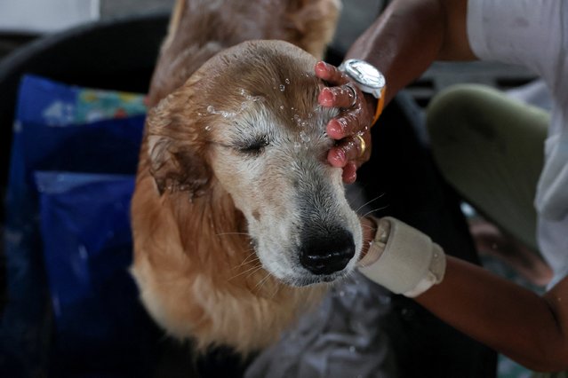 Safari, a 5-year-old K-9 dog of the Thailand Rescue Dog Association gets a cold bath to keep its temperature down during a search operation, following a strong earthquake, in Bangkok, Thailand, on March 31, 2025. (Photo by Chalinee Thirasupa/Reuters)
