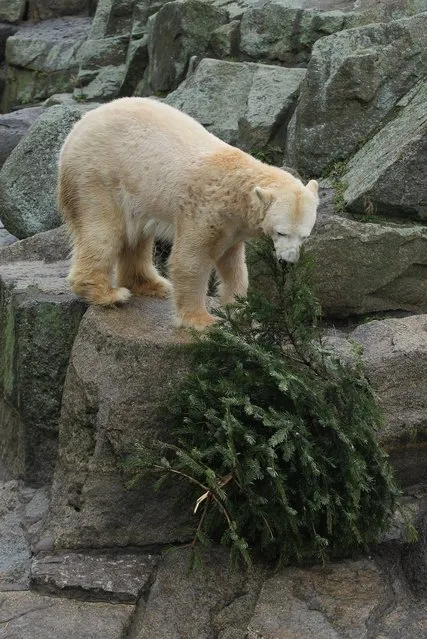Tosca, mother of famed polar bear Knut, pulls on a discarded Christmas tree at her enclosure on the day a plaster sculpture entitled "Knut - The Dreamer," by artist Josef Tabachnyk and which is the winning proposal for the future bronze sculpture of Knut, was unveiled at Zoo Berlin zoo on January 17, 2012 in Berlin, Germany. Knut, who won global fame, died last year from a brain seizure. The final bronze sculpture, scheduled to be unveiled this summer, will be approximately one meter long.  (Photo by Sean Gallup)