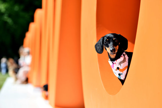 A general view of dogs at Goodwoof, held at the Goodwood Estate in West Sussex, UK on Saturday, May 17, 2025. PA Photo. (Photo by Jas Lehal/PA Media Assignments)