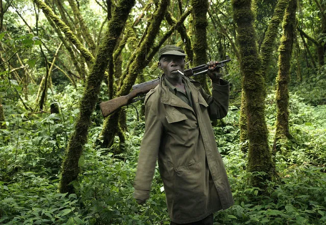 In this November 25, 2008 file photo, a park ranger loyal to the CNDP escorts visitors through the Virunga National Park, near the Uganda border in eastern Congo. The eastern gorilla has been listed as critically endangered, making four of the six great ape species only one step away from extinction, according to the International Union for the Conservation of Nature's Red List of Endangered Species, released Sunday Sept. 4, 2016. For the gorillas of the Congo, where the majority of the population lives, conservation will be a struggle because of the unstable political situation, said primatologist Russell Mittermeier, Executive Vice Chair of Conservation International and Chair of IUCN's Primates Specialist Group. (Photo by Jerome Delay/AP Photo)