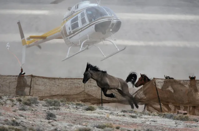 Several wild horses escape as a helicopter is used by the Bureau of Land Management (BLM) to gather wild horses into a trap along Highway 21 near the Sulphur Herd Management Area south of Garrison, Utah, in this February 26, 2015 file photo. (Photo by Jim Urquhart/Reuters)