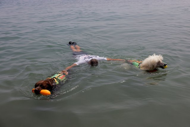 Miguel Sanchez-Merenciano, 45, Global K9 instructor, is towed to the shore by Brown, 3, a male Labrador Retriever dog, alongside the latest member added to his dog rescue team, Nilo, 2, a male Standard Poodle dog, during a rescue training on the first day of work of the summer season at Las Lindes beach, in the Mediterranean sea, in Torrox, southern Spain, June 14, 2025. (Photo by Jon Nazca/Reuters)
