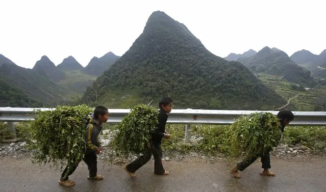 Hmong boys carry vegetation to prepared as animal feed back to their home in Ha Giang province, Vietnam September 20, 2015. (Photo by Reuters/Kham)