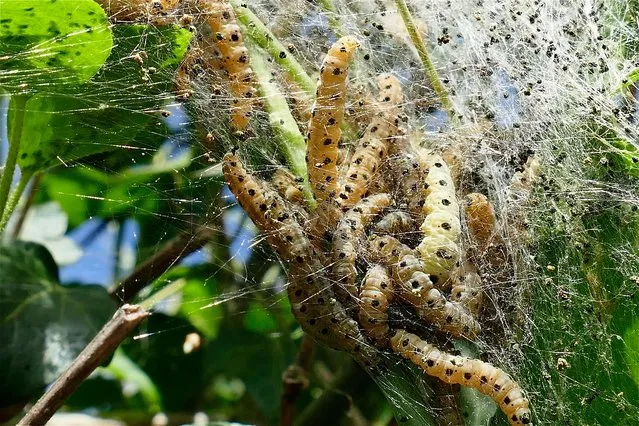 Oak moth caterpillars underneath a carpet of webbing on hedgerows in Henley on Thames, England on May 17, 2022. (Photo by Geoffrey Swaine/Rex Features/Shutterstock)