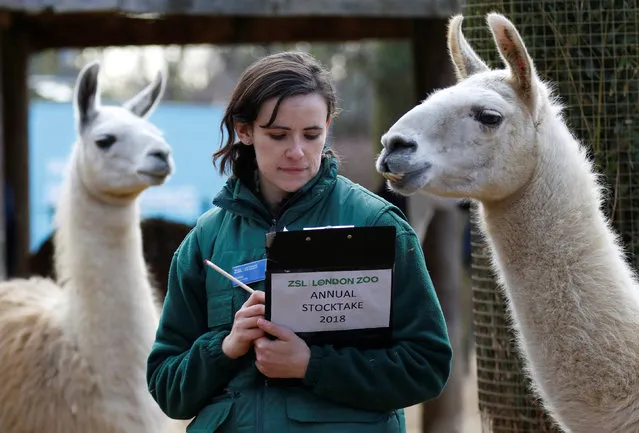 A keeper stands next to llamas during the Annual Stocktake at ZSL London Zoo in London, Britain February 7, 2018. (Photo by Tom Jacobs/Reuters)