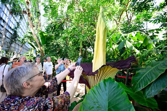A visitor takes pictures of a titan arum (Amorphophallus titanum) plant in bloom at the Botanical Garden in Berlin on June 30, 2025. According to the Botanical Garden, the inflorescence measures 2.36 metres, making it the largest ever measured in Berlin. The flower blooms infrequently and releases an intense odor to attract carrion insects. The flowering spectacle only lasts three days. (Photo by John MacDougall/AFP Photo)