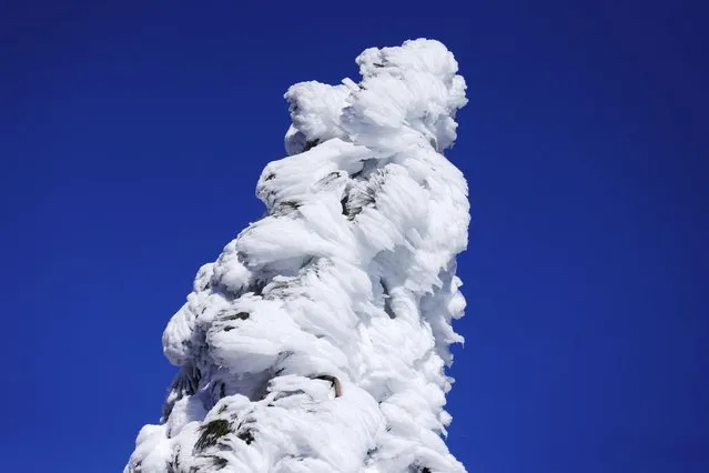 Wind-swept snow covers a tree as massive amounts of snow trap residents of mountain towns in San Bernadino County, Crestline, California, U.S., March 2, 2023. (Photo by David Swanson/Reuters)