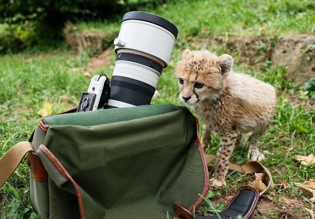 Sudan cheetah cub Assama inspects a camera bag in its enclosure at the Landau Zoo, in Landau, Germany, 03 September 2025. Assama, born in July as the only cub to a cheetah cat, was rejected by its mother, and is now being bottle-fed by its caretakers. (Photo by Ronald Wittek/EPA)