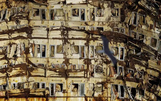 A seagull flies past the side of the cruise liner Costa Concordia during the “parbuckling” operation outside Giglio harbour, in this January 12, 2014 file photo. (Photo by Max Rossi/Reuters)