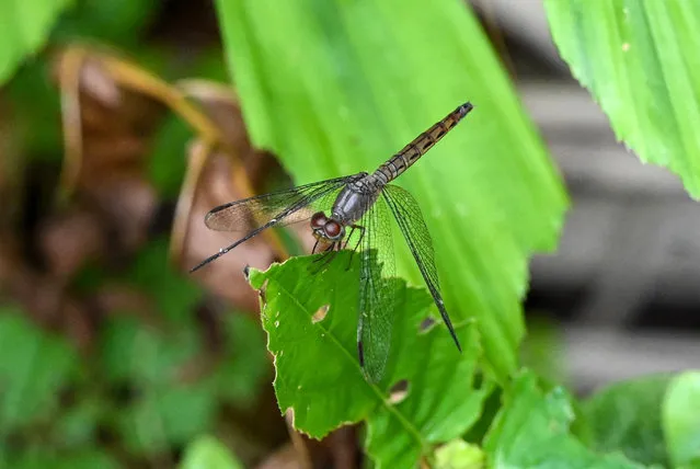 A dragon fly holds onto a leaf at Sungei Buluh wetland reserve in Singapore on March 22, 2023. (Photo by Roslan Rahman/AFP Photo)