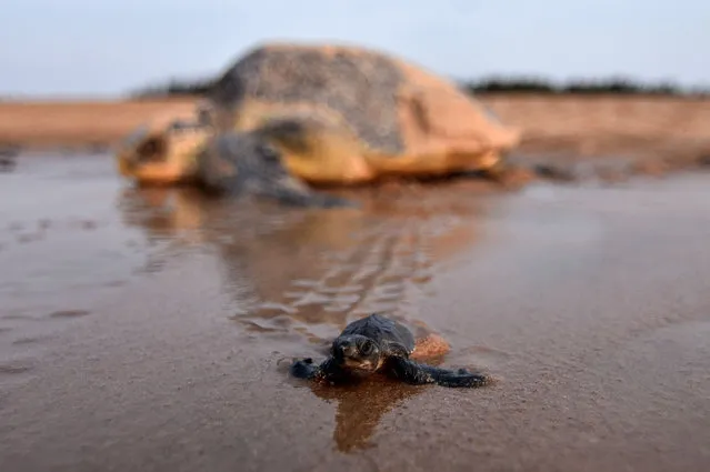 A newly- hatched baby Olive Ridley turtles makes its way to the sea as an adult turtle looks on in Ganjam district in eastern India' s Odisha state on April 19, 2018. Millions of baby Olive Ridley turtles are hatching and entering the Bay of Bengal Sea on the coast of Odisha state in eastern India over the last few days. (Photo by Asit Kumar/AFP Photo)