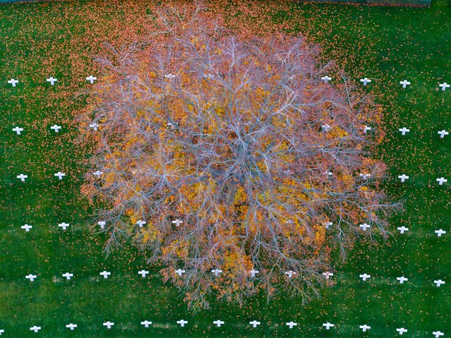 Standalone picture dated November 8th, 2025 shows the American War Cemetery in Madingley, near Cambridge, UK, in immaculate condition in the autumnal conditions in preparation for this weeks Remembrance Day service on Tuesday. (Photo by Bav Media)
