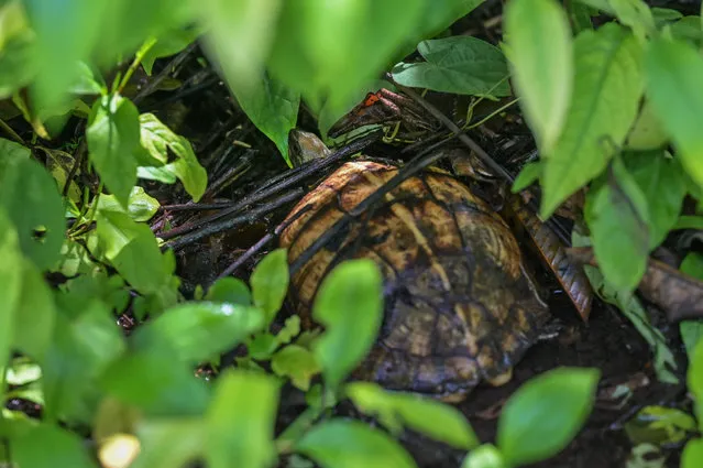 A tortoise is seen in the Cerro Blanco Forest (Bosque Protector Cerro Blanco in Spanish), a tropical dry forest reserve in the Guayas Province in southern Ecuador, on the outskirts of Guayaquil, on April 18, 2023. Immense craters are leaving clearings in a corridor of forest that borders the Ecuadorean city of Guayaquil and extends to Peru. Cerro Blanco, an “island” of exceptional fauna and flora, is threatened by quarries, construction and deforestation. (Photo by Marcos Pin/AFP Photo)
