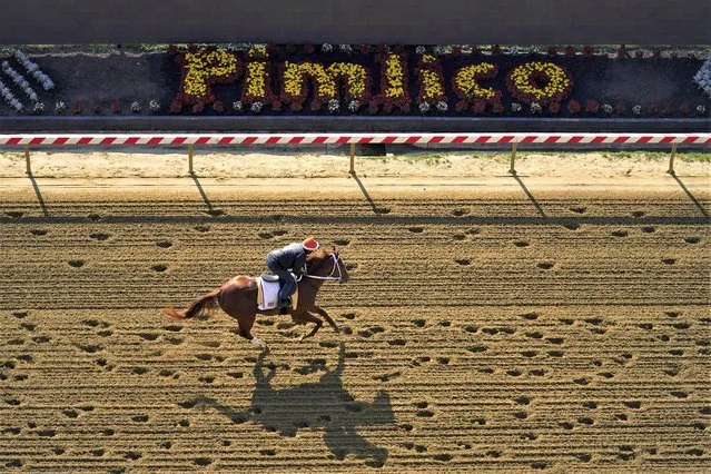 Kentucky Derby winner Mage works out ahead of the 148th running of the Preakness Stakes horse race at Pimlico Race Course, Thursday, May 18, 2023, in Baltimore. (Photo by Julio Cortez/AP Photo)