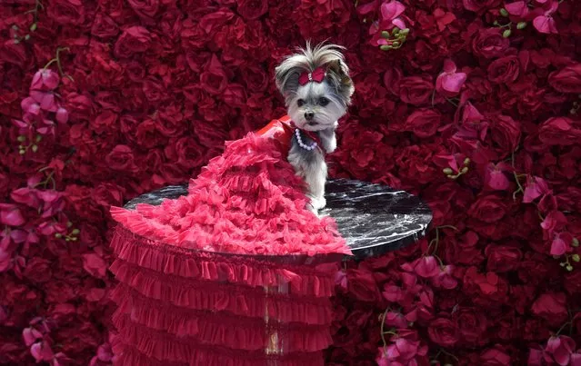 Livie, a Morkie dressed as Salma Hayek, during the “The Pet Gala” in New York City on May 22, 2023. The Pet Gala recreates outfits from the Met Gala for animals. (Photo by Timothy A. Clary/AFP Photo)