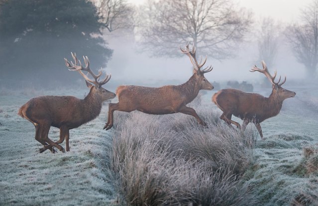 A group of stags charge across a frosty field in Bushy Park, London, leaping in near-perfect formation as the early morning mist hangs low in the second decade of December 2025. (Photo by Max Ellis/The Times)