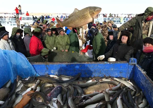 Fish are thrown onto a truck during a winter fishing festival held on the frozen Wulungu Lake in Fuhai county, Xinjiang Uighur Autonomous Region, January 18, 2015. (Photo by Reuters/China Daily)