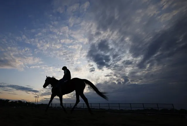 A horse and Exercise Rider trains on the track during morning workouts prior to the 155th running of the Belmont Stakes on June 09, 2023 in Elmont, New York. (Photo by Al Bello/Getty Images)