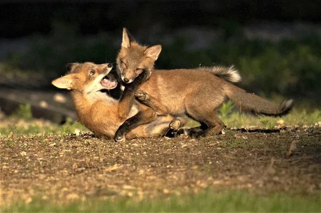 Two fox kits play with each other in a yard, Friday, May 26, 2023, in Lutherville. (Photo by Julio Cortez/AP Photo)