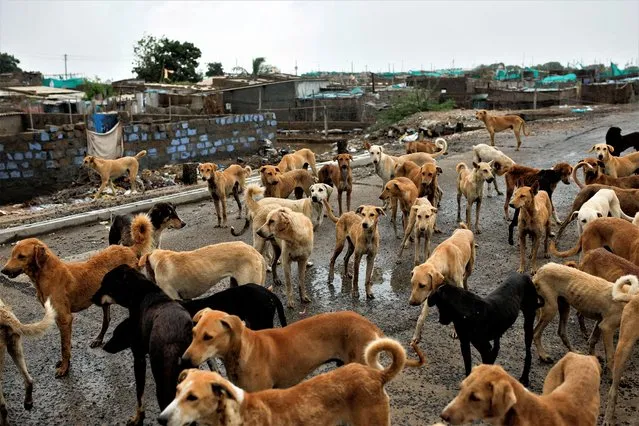 Dogs wait to be fed after they were left behind when everyone was evacuated from Jakhau port, before the arrival of cyclone Biparjoy in the western state of Gujarat, in Jakhau, India on June 14, 2023. (Photo by Francis Mascarenhas/Reuters)