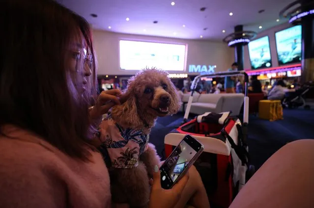 A woman with her pet waits for the start of the movie at a movie theatre during the opening day of the pet friendly theatre “i-Tail Pet Cinema” at Mega Cineplex in Samut Prakan province, Thailand, 10 June 2023. Major Cineplex Group Plc, the country's leading movie theatre chain, opened the first pet friendly movie theatres in Thailand at three branches for moviegoers to watch movies with their pets. (Photo by Narong Sangnak/EPA)