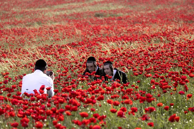 Ultra-orthodox Jews visit a field of Papaver (of the poppy family) as it blooms near the central Israeli city of Beit Shemesh on April 25, 2022. (Photo by Menahem Kahana/AFP Photo)
