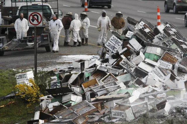 Beekeepers attend to a semi-trailer truck that overturned with a cargo of millions of honey bees on a highway in Lynnwood, Washington April 17, 2015. (Photo by Ian Terry/Reuters)