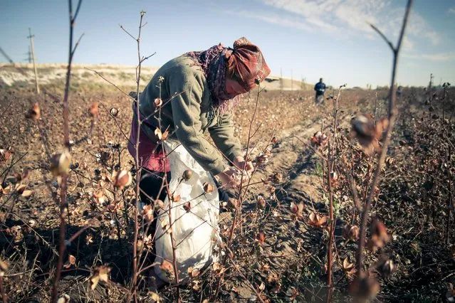 A cotton picker is at work during this year's harvest in Karakalpakstan, Uzbekistan in this October 2015 photo courtesy of Anti-Slavery International released to Reuters on December 18, 2015. International monitors and human rights groups say up to a million Uzbek citizens are forced to pick cotton each year during the annual harvest. (Photo by Simon Buxton/Reuters/Anti-Slavery International)