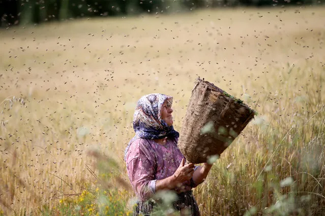 68-year-old Hidayet Tuna helps her daughter-in-law Filiz Tuna, 41, who started beekeeping with state support, as she continues to work on honey and swarming in Devecatigi village of Kirklareli, Turkiye on June 15, 2023. (Photo by OzgÃ¼n Tiran/Anadolu Agency via Getty Images)