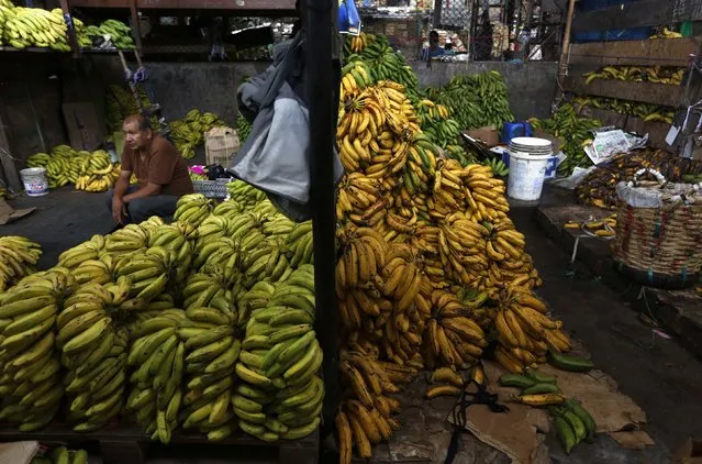 A seller sits at a stand selling bananas at a wholesale fruit market in Lima, February 4, 2015. (Photo by Mariana Bazo/Reuters)