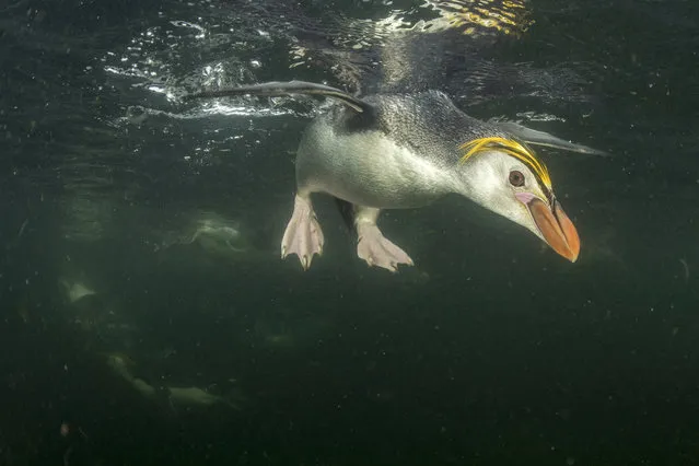 Royal Penguin. (Photo by Justin Gilligan/The Guardian)