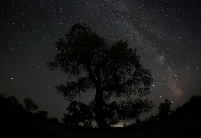 The Milky Way is seen over a turanga tree in the upper reaches of the Ili River, in Almaty Region, Kazakhstan on October 14, 2020. (Photo by Pavel Mikheyev/Reuters)