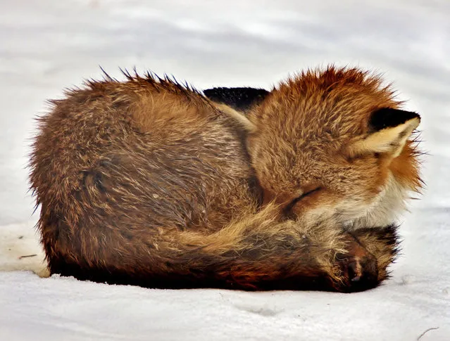 Adam got so close to this fox cub that the camera struggled to focus. (Photo by Adam Tatlow/BNPS)