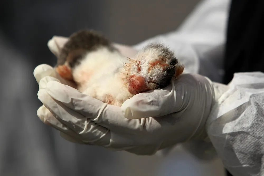 Animal Activists Hold Memorial for Dead Animals in Melbourne
