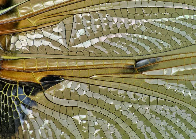 Nature’s stained glass by Sean Clayton. Taken in Gelston, Scotland, UK. Describe what is pictured? Four-spotted chaser wing detail. How does this image fit with the theme of the competition? Dragonfly wings are incredibly intricate and when viewed close-up I think they contain some of the most beautiful patterns in nature. (Photo by Sean Clayton/Royal Society of Biology)