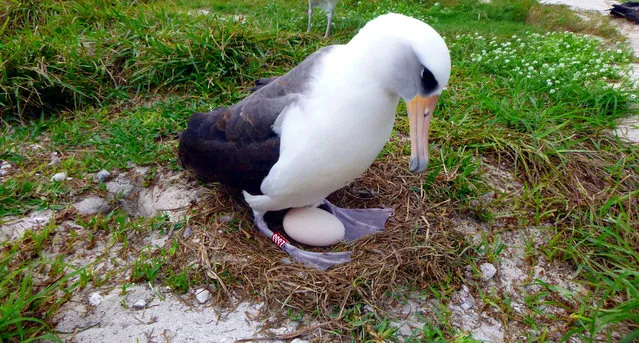 This December 3, 2016, photo provided by the U.S. Fish and Wildlife Service shows the world's oldest known seabird, tending to an egg she laid, with her mate, at Midway Atoll, a wildlife refuge about 1,200 miles northwest of Honolulu. Biologists spotted the Laysan albatross called Wisdom at Midway Atoll National Wildlife Refuge earlier this month after she returned to the island to nest. She was incubating an egg at the same nest she uses each year with her mate. She's believed to be 66 years old. She's also the world's oldest known breeding bird in the wild. (Photo by Dan Clark/U.S. Fish and Wildlife Service via AP Photo)